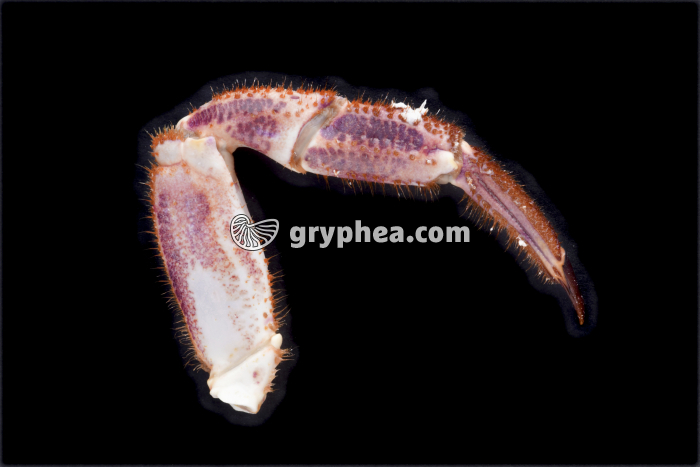 Patte postérieure de Tourteau  - gryphea.com